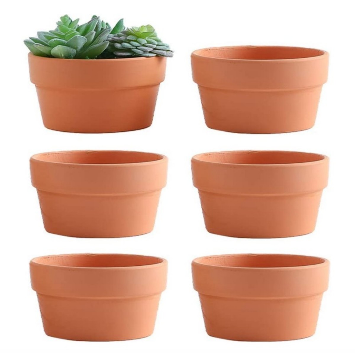 Echeveria Succulent - 排水穴、植木鉢、多肉植物、3.5 