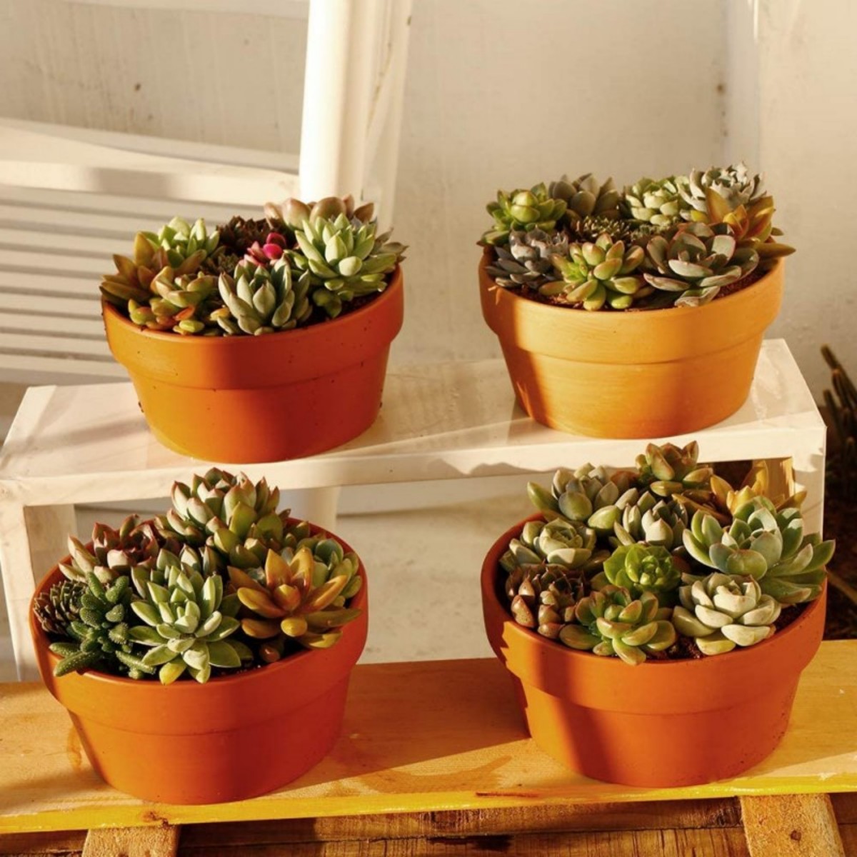 排水穴、植木鉢、多肉植物、3.5 