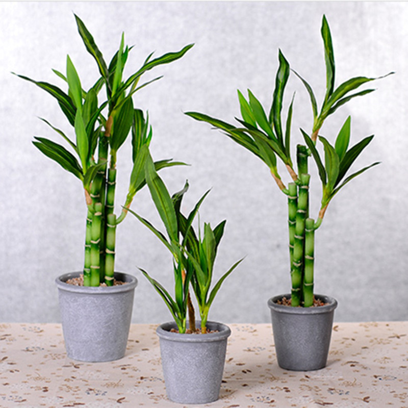 新しい 40 センチメートル rFtificial 幸運の竹 - Echeveria Succulent のレビューと価格