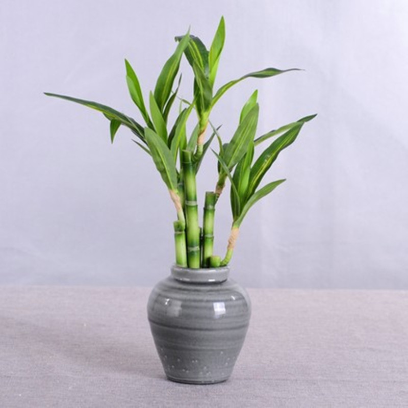 新しい 40 センチメートル rFtificial 幸運の竹 - Echeveria Succulent のレビューと価格
