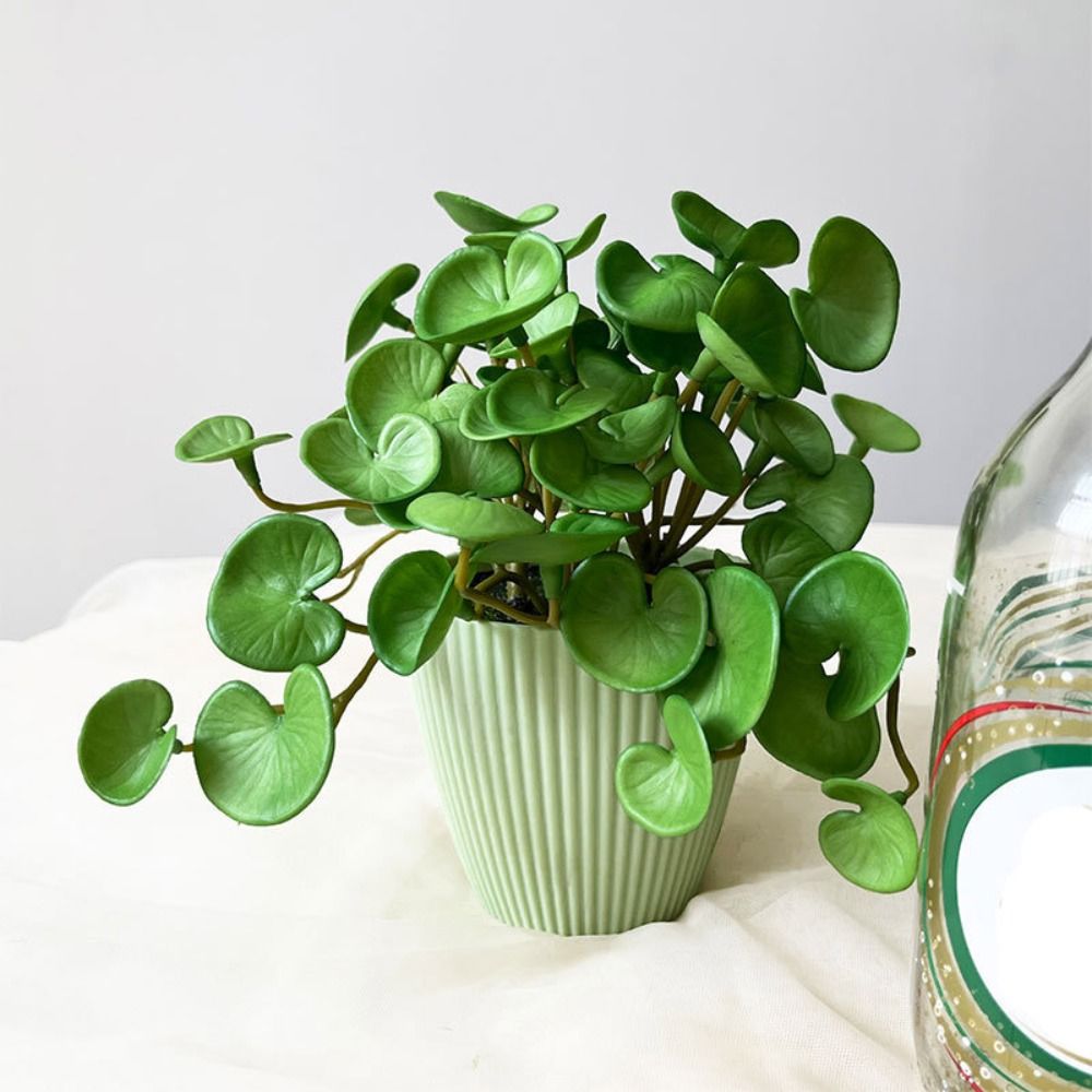 柔らかい接着剤人工植物,エヴァ,緑の多肉植物の葉,壁掛け,家 - Echeveria Succulent のレビューと価格